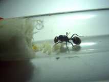 Messor barbarus