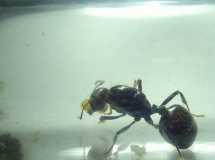 Messor barbarus