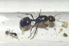 Messor barbarus