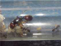 Messor barbarus