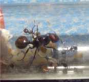 Messor barbarus