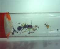 Messor barbarus