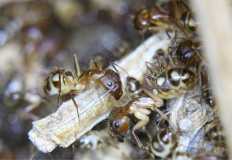 Camponotus substitutus Majorarbeiterinnen