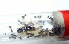 Messor barbarus