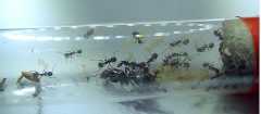 Messor barbarus