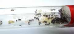 Messor barbarus