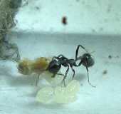 Messor barbarus