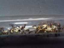 Messor barbarus