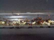 Messor barbarus