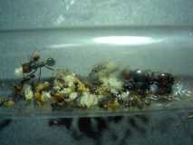 Messor barbarus