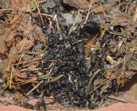 Polyrhachis dives Nest