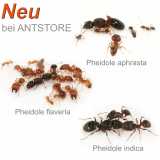 Neue Pheidole Arten aus Asien