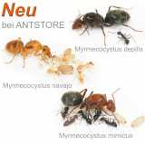 Myrmecocystus (Honigtopfameisen)