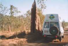 Termitenbau aus dem Norden von Australien