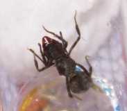 Acromyrmex spec. Queen