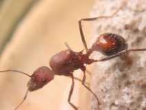 Aphaenogaster cockerelli / Queen