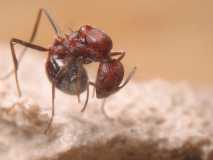 Aphaenogaster cockerelli / Queen