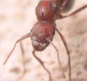 Aphaenogaster cockerelli / Queen