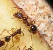 Aphaenogaster subterranea / Workers