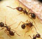 Aphaenogaster subterranea / Workers