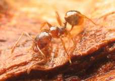 Aphaenogaster subterranea / Worker