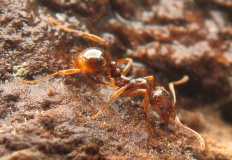 Aphaenogaster subterranea / Worker