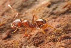 Aphaenogaster subterranea / Worker