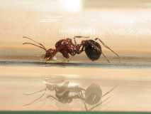 Aphaenogaster