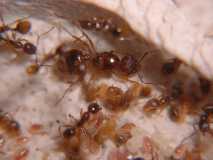 Aphaenogaster subterranea