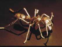 Paraponera vergoldet