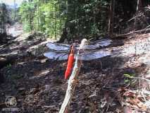 Amazonas Riesenlibelle