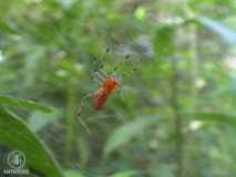Amazonas kleine Spinne
