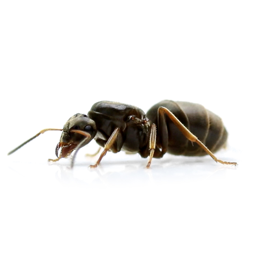 Lasius niger Schwarze Wegameise Kolonie