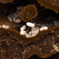 Preview: bundle lasius niger ants