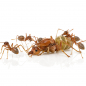 Preview: Oecophylla longinoda kolonie queen and worker
