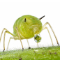 Preview: Honeydew mix in 2ml feeding tubes - 10 pcs.