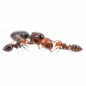 Preview: Bundle Offer - Crematogaster scutellaris