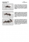 Preview: Poster - Ameisen Lebenszyklus - Lasius niger - 50x70