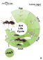 Preview: Poster - Ameisen Lebenszyklus - Lasius niger