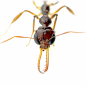 Preview: Myrmoteras opalinum (trap-jaw)