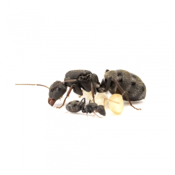 Preview: Camponotus grandidieri