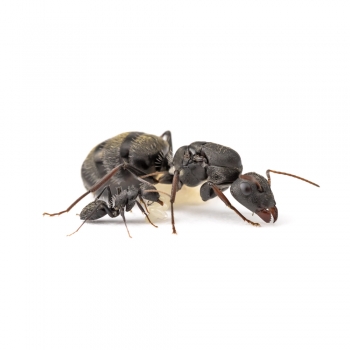 Preview: Camponotus grandidieri
