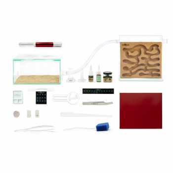 Bundle Offer - Camponotus nicobarensis