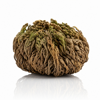 Rose von Jericho
