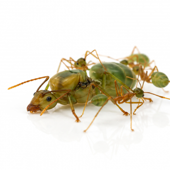 Oecophylla smaragdina (australische Weberameisen)
