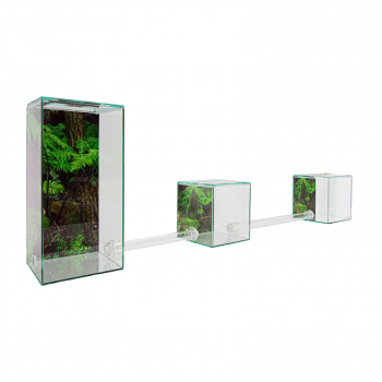 ANTCUBE - Starter Set für Blattschneiderarten - klein