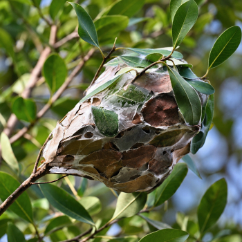 Preview: Oecophylla longinoda nest