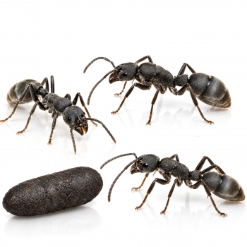 Platythyrea cribrinodis
