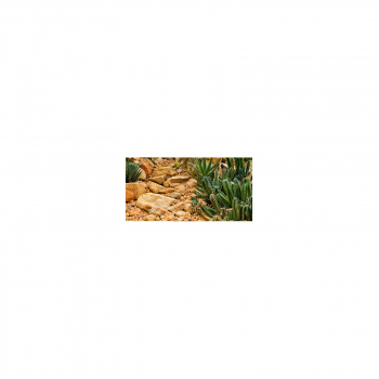 Photo Background - desert - 20x10 - crosswise