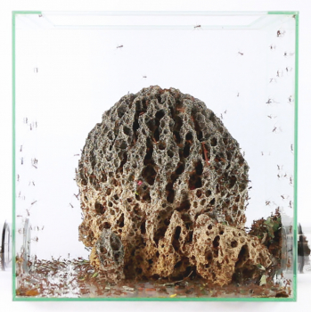 Acromyrmex octospinosus